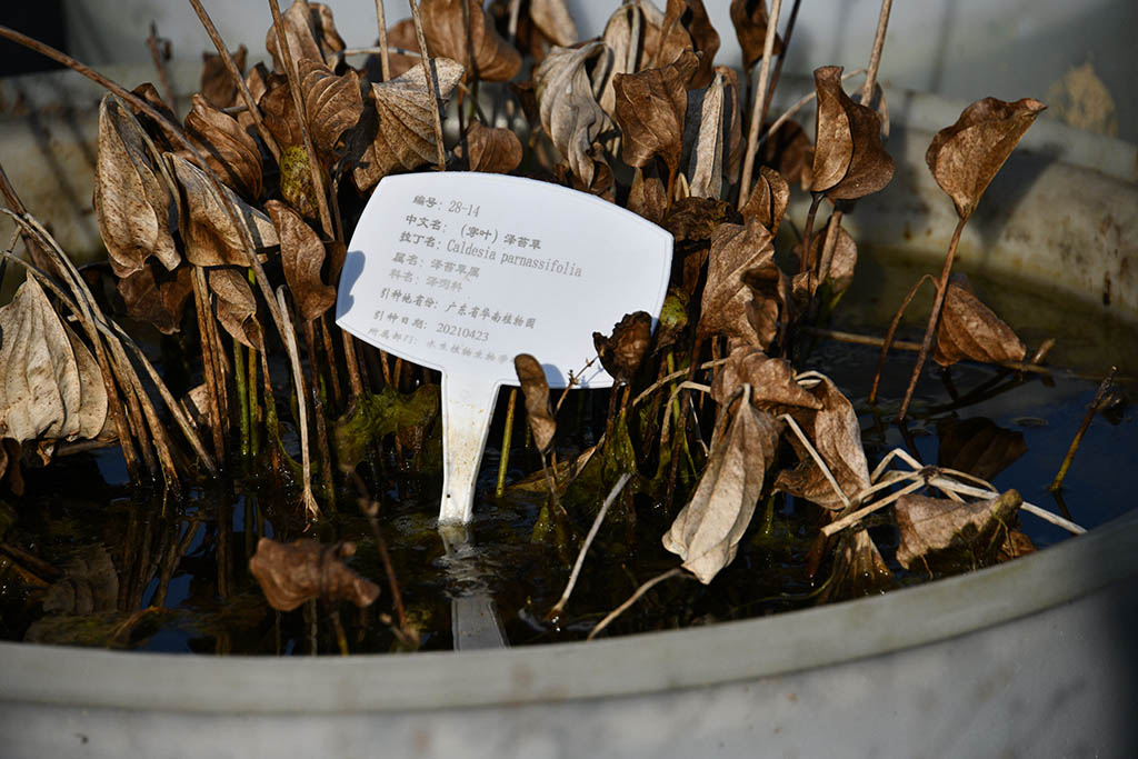 (穿葉)澤苔草
