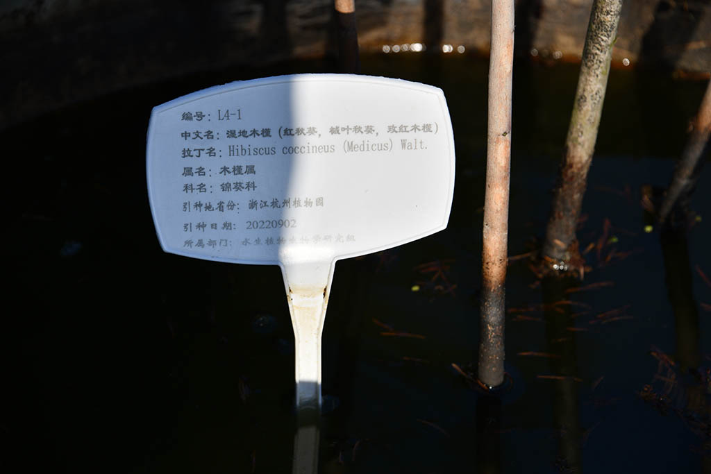 濕地木槿（紅秋葵、槭葉秋葵、玫紅秋葵）