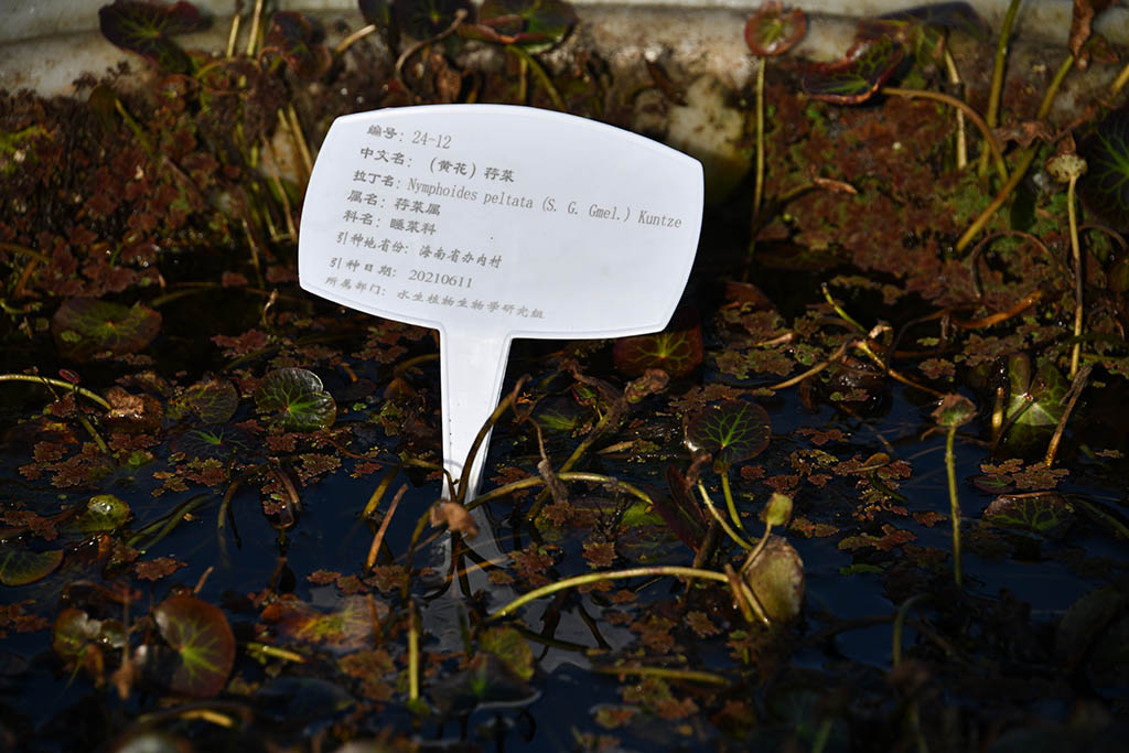 (黃花)荇菜