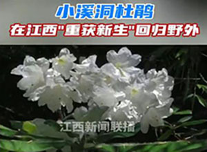 從滅絕到重生！"植物界大熊貓"野外回歸